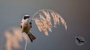 Attēlu rezultāti vaicājumam “Remiz pendulinus”