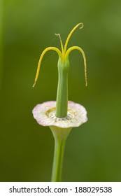 Attēlu rezultāti vaicājumam “Eschscholzia californica fruit”