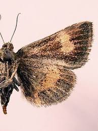 Attēlu rezultāti vaicājumam “Panemeria tenebrata”