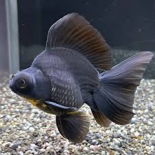 Image result for 出目金