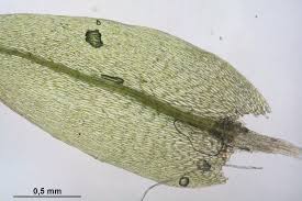 Attēlu rezultāti vaicājumam “Pohlia wahlenbergii”