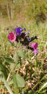 Attēlu rezultāti vaicājumam “Pulmonaria obscura”