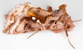 Attēlu rezultāti vaicājumam “Autographa pulchrina”