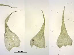 Attēlu rezultāti vaicājumam “Ctenidium molluscum”