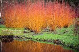 Attēlu rezultāti vaicājumam “Salix alba var. vitellina”