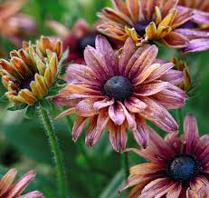 Attēlu rezultāti vaicājumam “Rudbeckia hirta var. hirta”