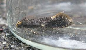 Attēlu rezultāti vaicājumam “Monopis weaverella”