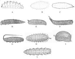 Attēlu rezultāti vaicājumam “Syrphus sp. larva”