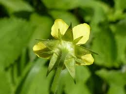 Image result for Geum urbanum