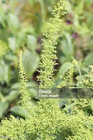 Image result for Chenopodium botrys