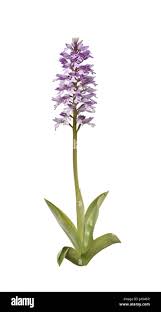 Attēlu rezultāti vaicājumam “Orchis militaris flower”