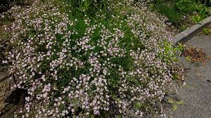 Attēlu rezultāti vaicājumam “Gypsophila fastigiata”