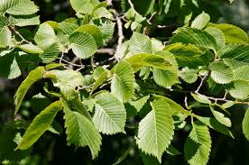 Attēlu rezultāti vaicājumam “Ulmus laevis”