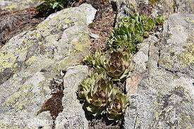 Image result for echtes Hauswurz