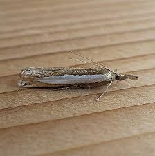 Attēlu rezultāti vaicājumam “Crambus”