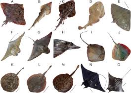 Image result for Hypanus longus