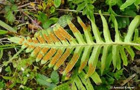 Attēlu rezultāti vaicājumam “Polypodium vulgare”