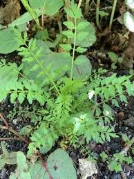 Attēlu rezultāti vaicājumam “Cardamine impatiens”