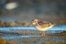 Attēlu rezultāti vaicājumam “Calidris falcinellus adult”