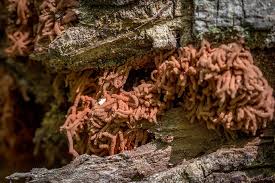 Attēlu rezultāti vaicājumam “Heterotrichia oerstedii (syn. Arcyria oerstedii) sessile”