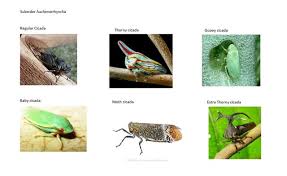 Attēlu rezultāti vaicājumam “Auchenorrhyncha”