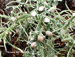 Attēlu rezultāti vaicājumam “Biatoropsis usnearum”