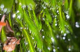 Attēlu rezultāti vaicājumam “Fissidens arnoldii sporophyte”