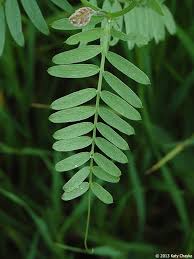 Attēlu rezultāti vaicājumam “Vicia cracca”