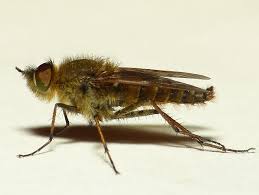 Attēlu rezultāti vaicājumam “Therevidae larva”