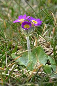 Attēlu rezultāti vaicājumam “Primula x polyantha”