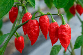 Afbeeldingsresultaat voor naga jolokia hot pepper