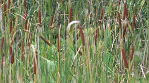 Attēlu rezultāti vaicājumam “Comatricha elegans stalked”