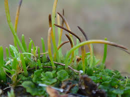 Attēlu rezultāti vaicājumam “Phaeoceros laevis subsp. carolinianus”