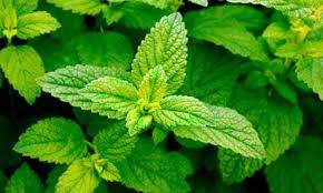 Image result for Melissa officinalis