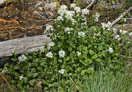 Attēlu rezultāti vaicājumam “Cardamine amara leaf”