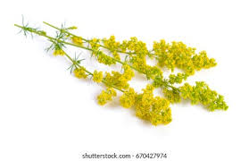 Attēlu rezultāti vaicājumam “Galium verum”