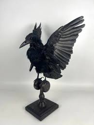 Attēlu rezultāti vaicājumam “Corvus frugilegus”