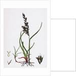 Attēlu rezultāti vaicājumam “Festuca arenaria”