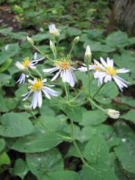 Attēlu rezultāti vaicājumam “Symphyotrichum x salignum leaf”