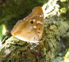 Attēlu rezultāti vaicājumam “Apatura ilia underside”