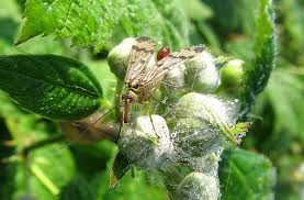 Attēlu rezultāti vaicājumam “Panorpa communis”