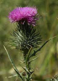 Attēlu rezultāti vaicājumam “Cirsium vulgare flower”