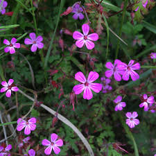 Attēlu rezultāti vaicājumam “Geranium robertianum fruit”