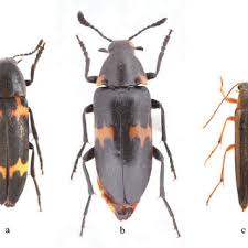 Attēlu rezultāti vaicājumam “Melandryidae”
