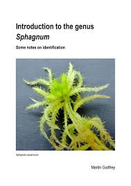 Attēlu rezultāti vaicājumam “Sphagnum palustre”