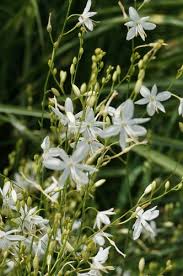 Attēlu rezultāti vaicājumam “Anthericum ramosum”