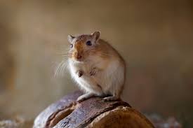 Image result for Gerbil