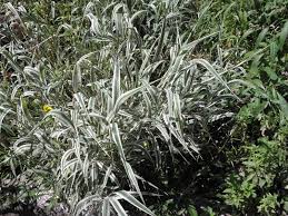 Attēlu rezultāti vaicājumam “Phalaroides arundinacea fruit”