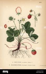Attēlu rezultāti vaicājumam “Fragaria viridis leaf”