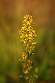 Attēlu rezultāti vaicājumam “Solidago virgaurea”